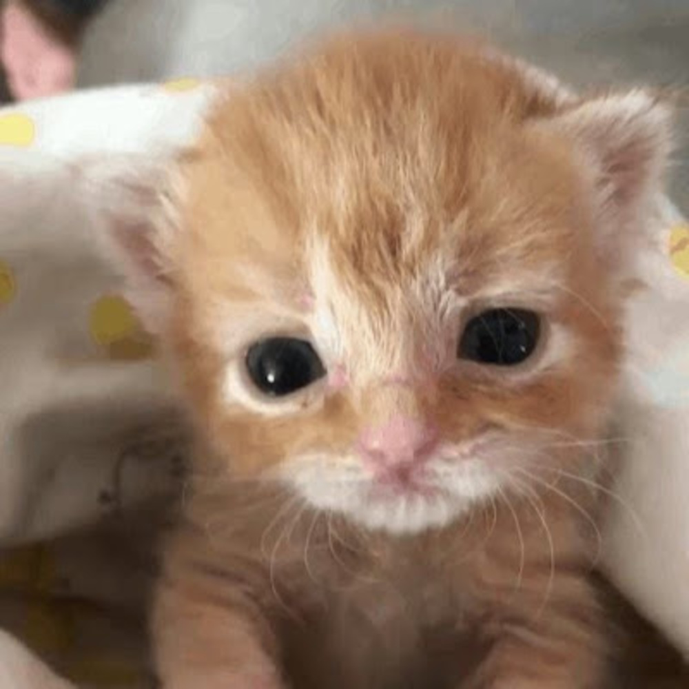 Meet your Posher, Asmaa